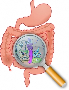 DIGESTIVO - Quantum Medical Lleida